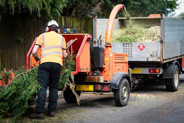 How Our Tree Care Process Works  in  Brent, AL