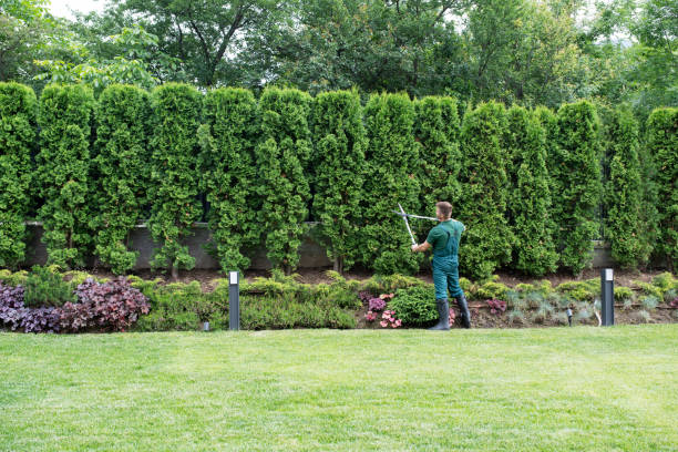 Trusted Brent, AL Tree Services Experts